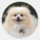 Pesquisar por headshot adesivos Loulou