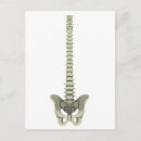 Pesquisar por coluna vertebral cartoes postais Complexidade