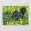 Pesquisar por esquilos cartoes postais Natureza