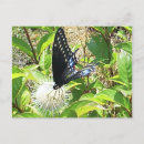 Pesquisar por selo cartoes postais Borboleta