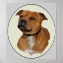 Pesquisar por staffies pósteres Bonito