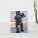 Pesquisar por schnauzer engraçado cartoes Miniatura
