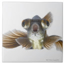 Pesquisar por peixes azulejos Criaturas do sealife