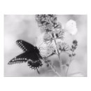 Pesquisar por borboleta preto e branco artes pósteres Botânico