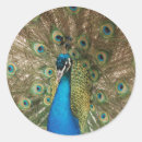 Pesquisar por penas coloridas adesivos Fotografia