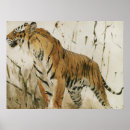 Pesquisar por pintura tigre artes pósteres Selvagem