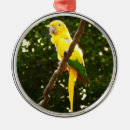 Pesquisar por papagaio tropical ornamentos Tropicais