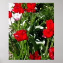 Pesquisar por tulipa pôsteres pósteres Para eles