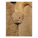 Pesquisar por cascavel pôsteres pósteres Pele de cobra