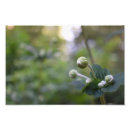 Pesquisar por flores fotografia Natureza