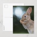 Pesquisar por bunny postais cartoes postais Fofofo
