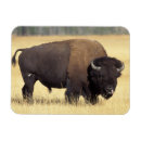 Pesquisar por chifres touro imas Parque nacional de yellowstone