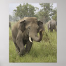 Pesquisar por elefante indiano pósteres Corbett