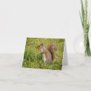 Pesquisar por funny squirrel cartoes Wildlife