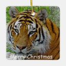 Pesquisar por tigres ornamentos Natureza