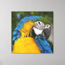 Pesquisar por papagaio azul impressão de canvas Arara