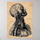 Pesquisar por corpo pósteres Anatomia
