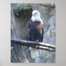 Pesquisar por eagle pôsteres pósteres Predator