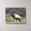 Pesquisar por touro impressão de canvas Animal