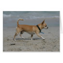 Pesquisar por passeio do cão cartoes postais Prumo e pam langrish