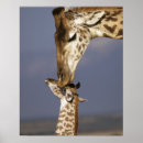 Pesquisar por família girafa pôsteres pósteres Amor