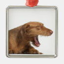 Pesquisar por vizsla ornamentos Cão