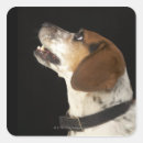 Pesquisar por perfil adesivos Animais