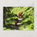 Pesquisar por brown bear cartoes postais Natureza