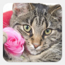 Pesquisar por gato bonito adesivos Felino
