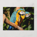 Pesquisar por arara cartoes Pena