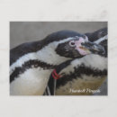 Pesquisar por pinguins amor cartoes postais Pinguim