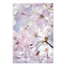 Pesquisar por flor cerejeira sakura pósteres Flores