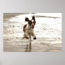 Pesquisar por pulo fotografia Cão