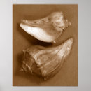 Pesquisar por sensual pôsteres pósteres Concha