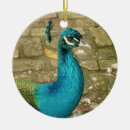 Pesquisar por pavão azul ornamentos Natureza