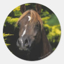 Pesquisar por garanhão adesivos Equestre