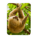 Pesquisar por baixa imas Fofofo