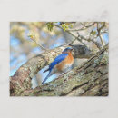 Pesquisar por bluebird cartoes postais Árvore