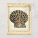 Pesquisar por conchas cartoes postais Arte oceânica