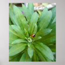 Pesquisar por ladybug pósteres Ladybird