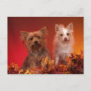 Pesquisar por yorkies cartoes postais Cães