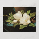 Pesquisar por magnólia branca cartoes postais Flores de magnólia