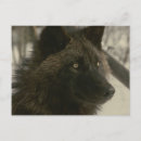 Pesquisar por lobo preto cartoes postais Lobos
