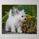 Pesquisar por west highland white terrier pósteres Cão