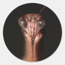 Pesquisar por louva deus adesivos Animal