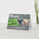 Pesquisar por funny horse cartoes Humorous