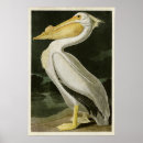 Pesquisar por pelicanos pósteres Pelicano branco
