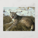 Pesquisar por lince cartoes postais Fofo