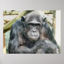 Pesquisar por chimpanzé pôsteres pósteres Qualquer pessoa