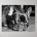 Pesquisar por french bulldog artes pósteres Frenchie